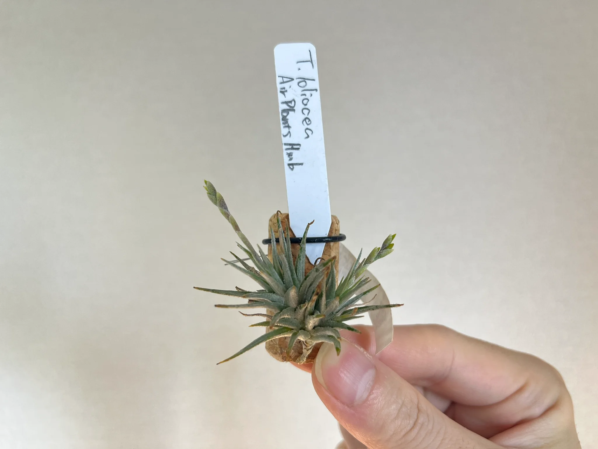 Tillandsia loliacea from AH