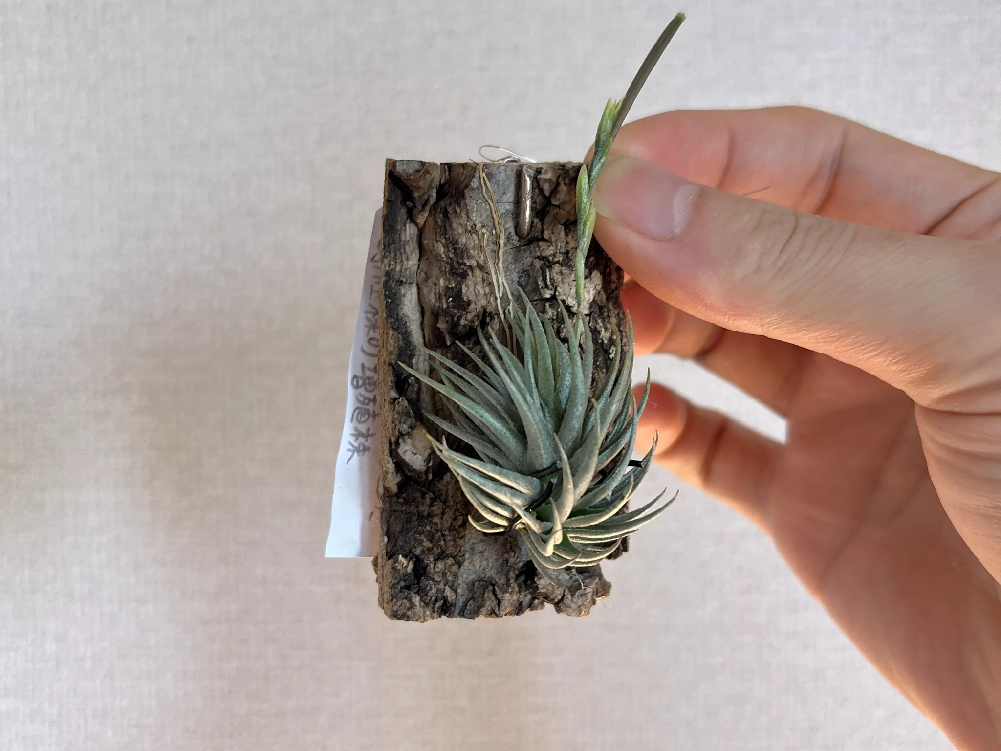 Tillandsia loliacea "Sao Paulo Assis Brazil"