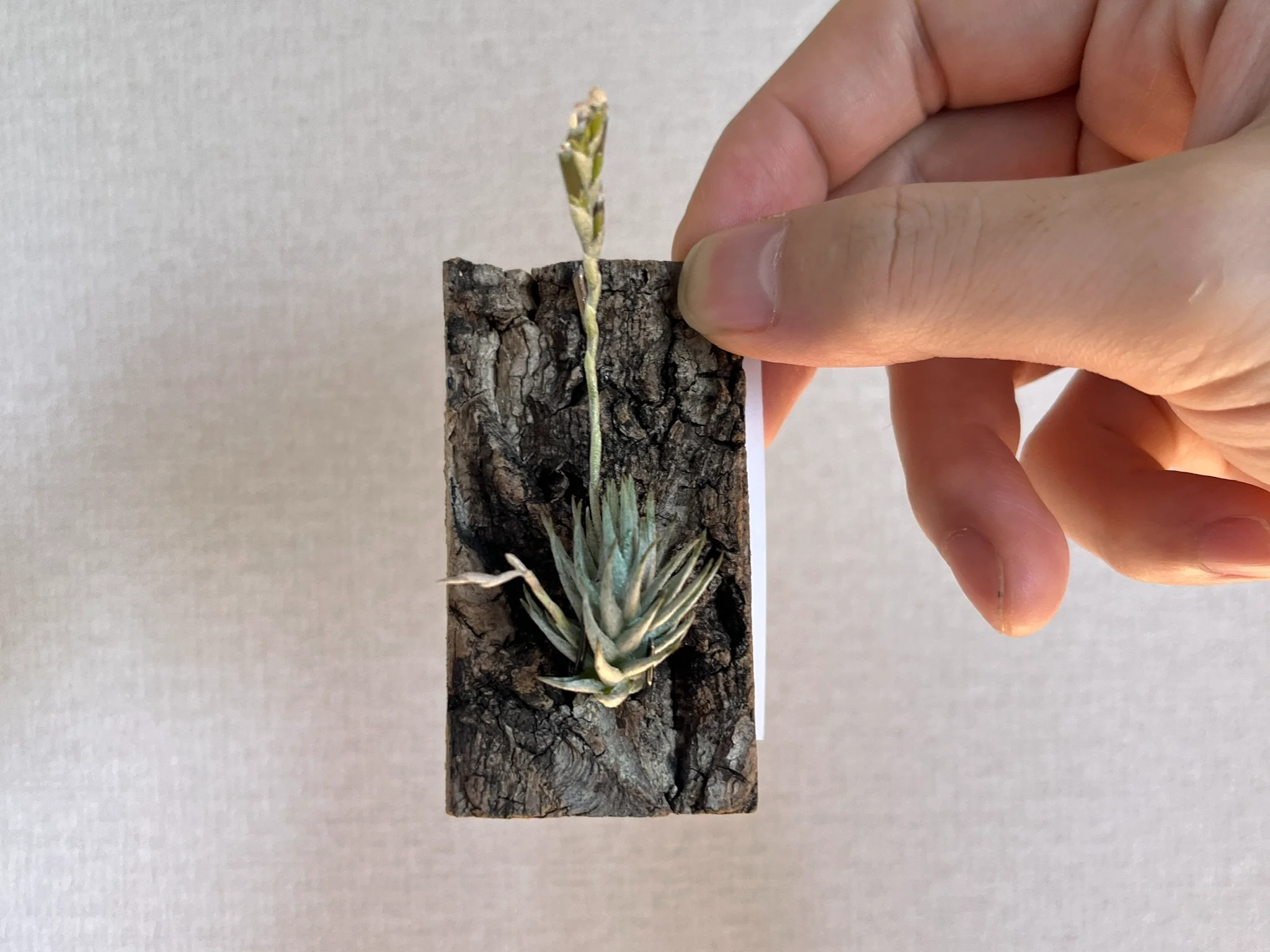 Tillandsia loliacea "dense trichomes"
