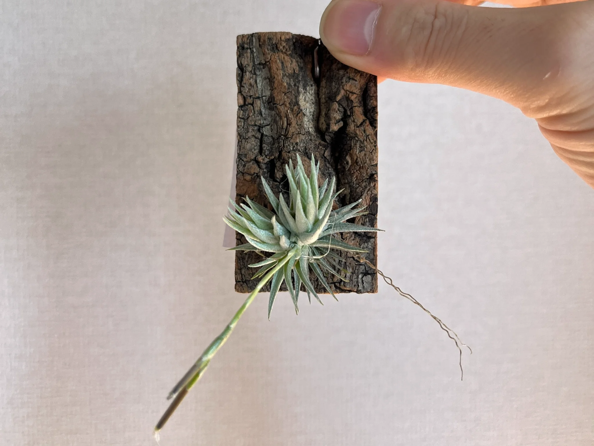 Tillandsia loliacea "seedling"