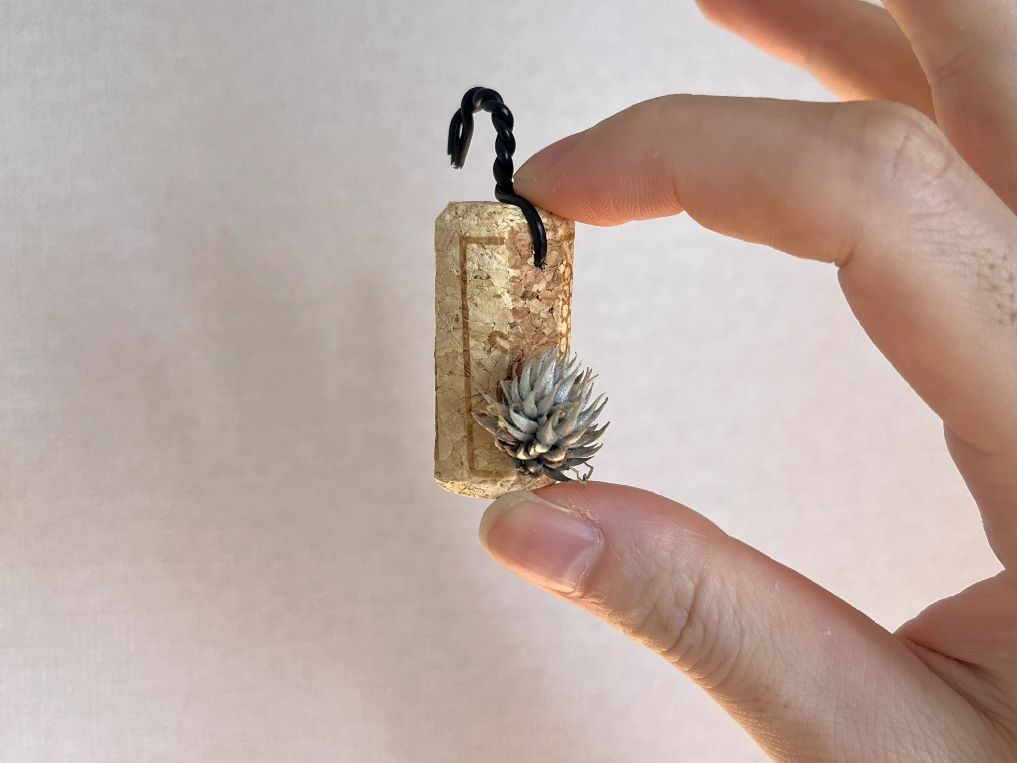 Tillandsia loliacea "from フラワー江口"