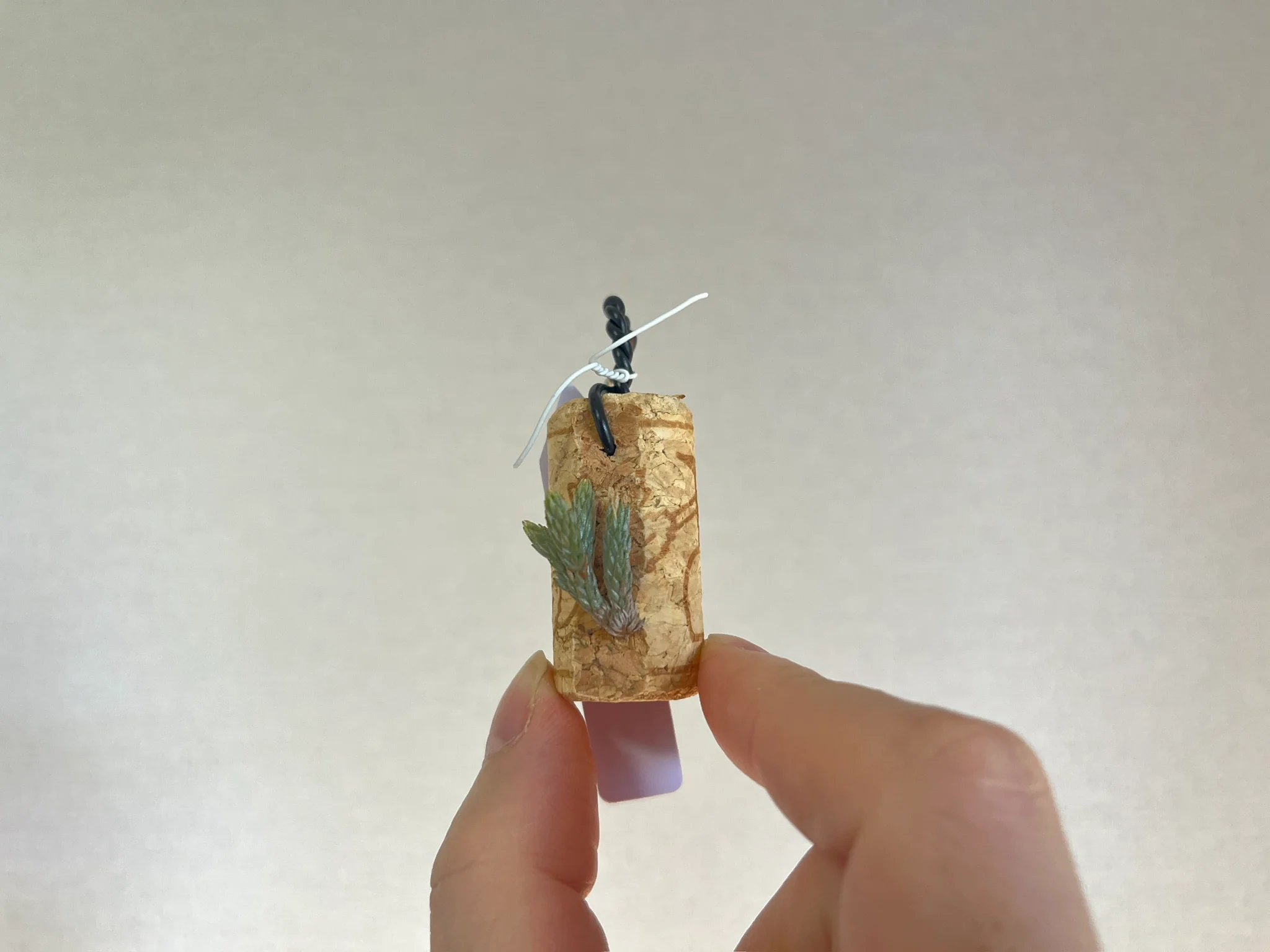 Tillandsia minutiflora "La Rioja" #2