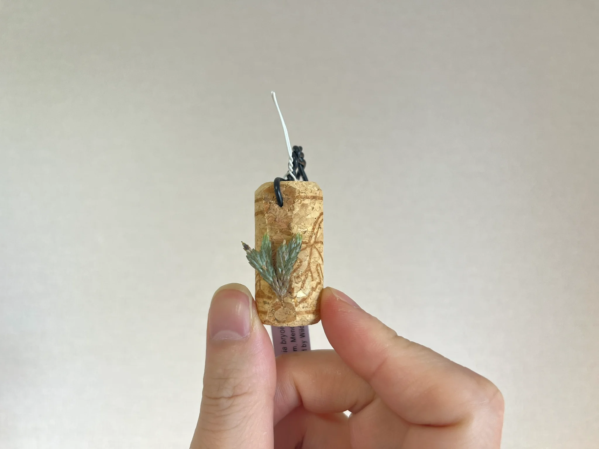 Tillandsia minutiflora "Mendoza"