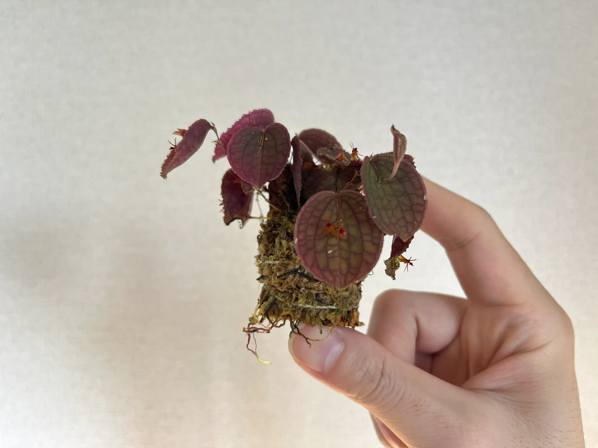 Lepanthes tentaculata